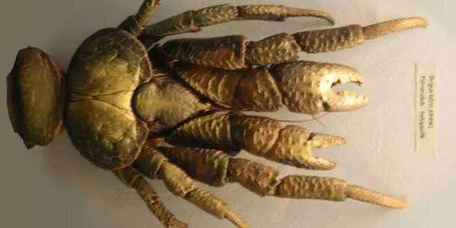 cangrejos