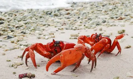 10 Interesantes curiosidades sobre los cangrejos
