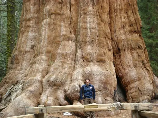 Conoce este arbol de mas de 115 metros de altura!