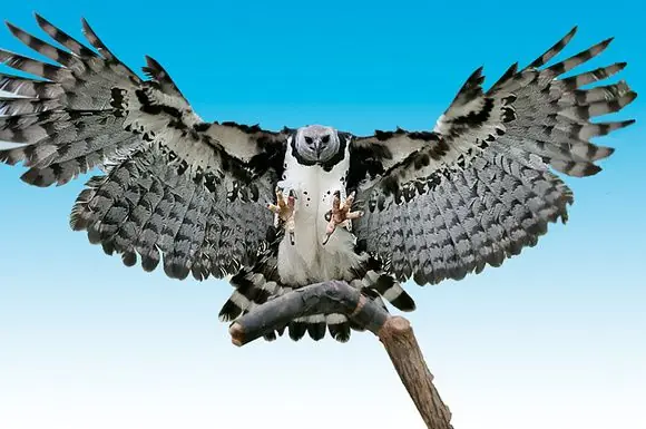 Aguila