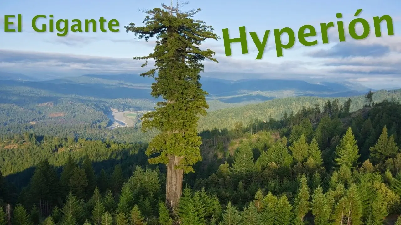 tree tree