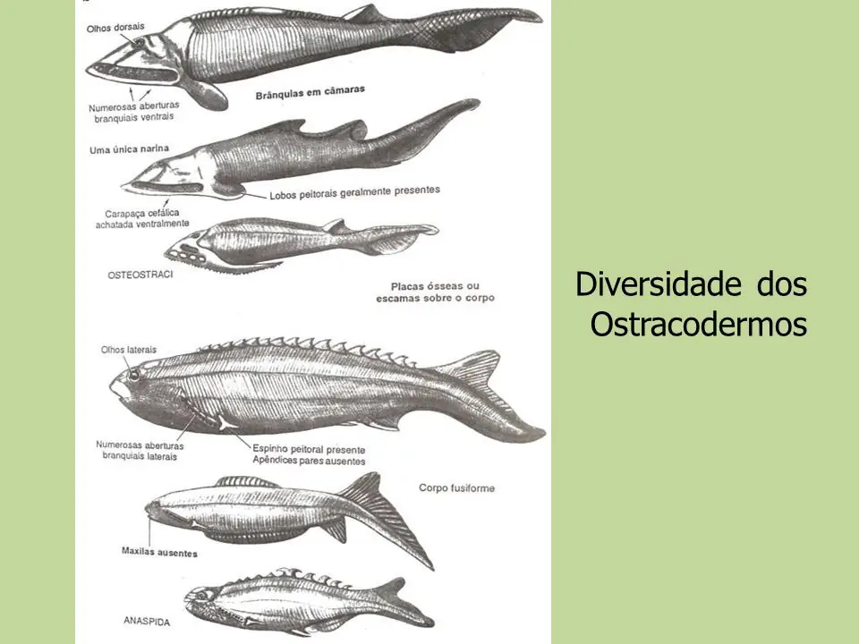 evolucion peces
