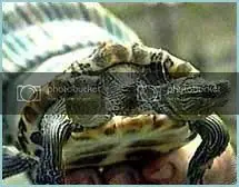 raros raros