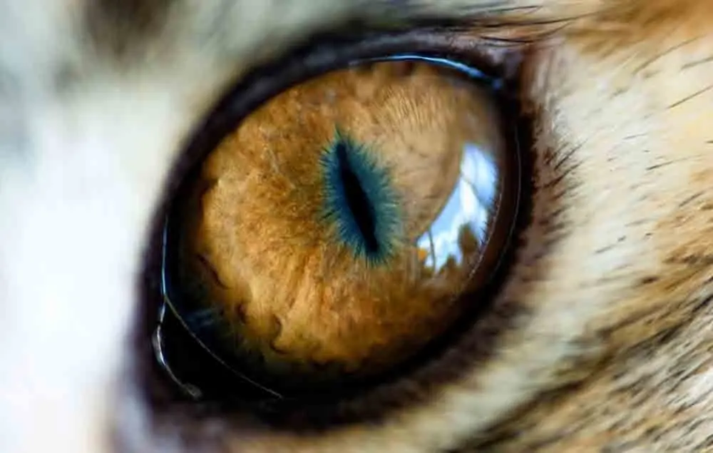 Variaciones del ojo en las especies