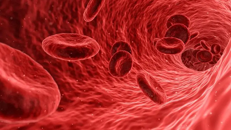 pulmones