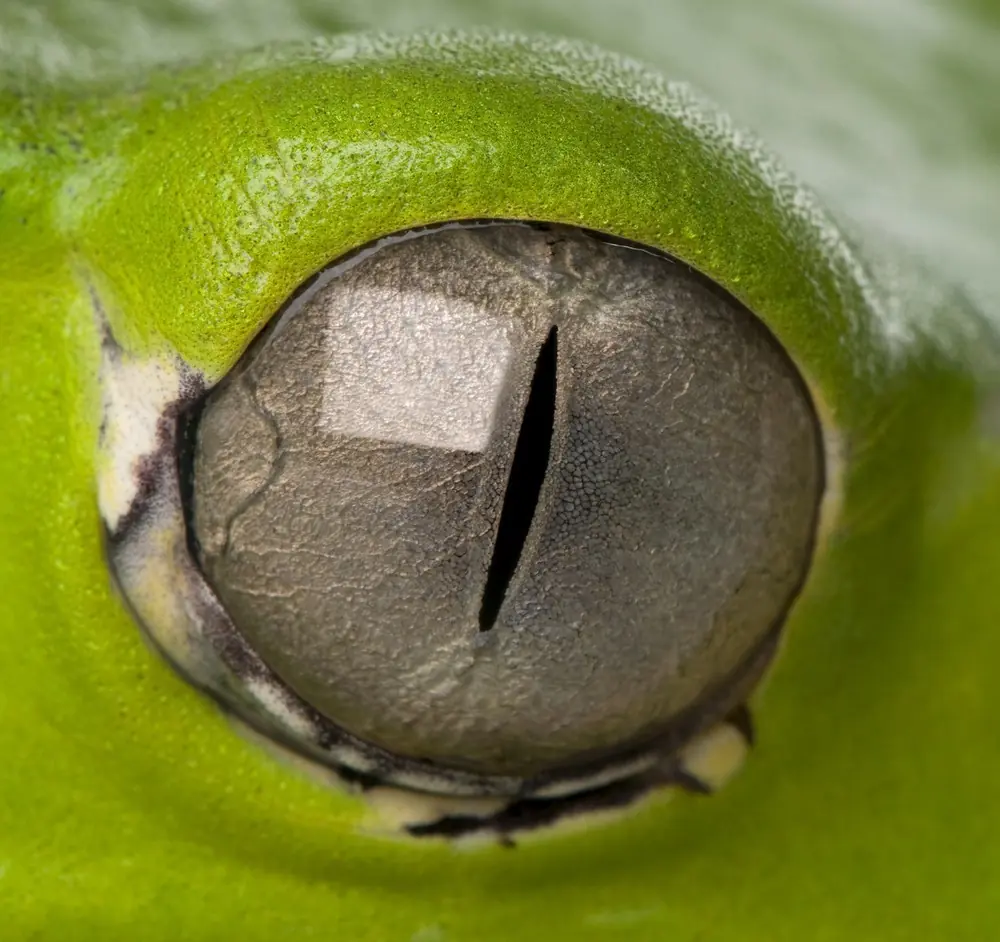 especies
