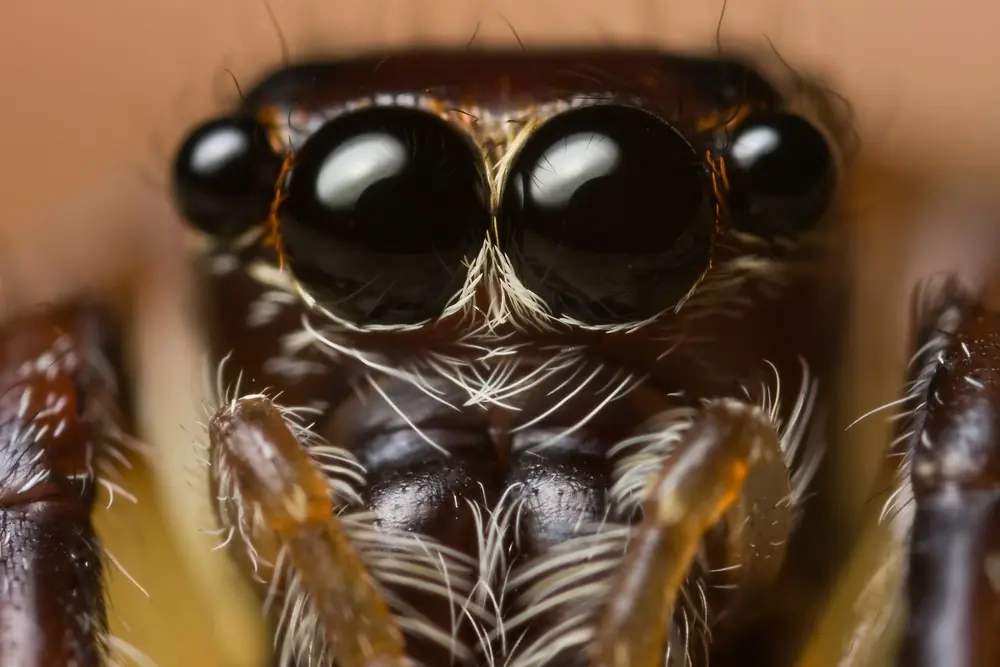 Variaciones del ojo en las especies