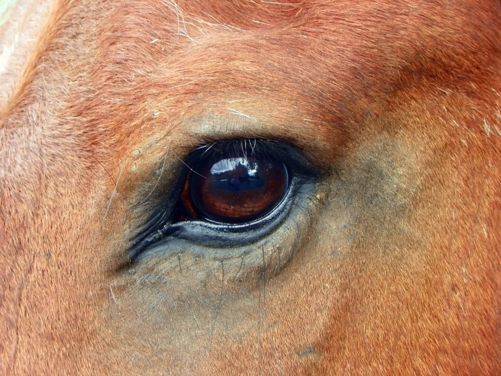 ojo