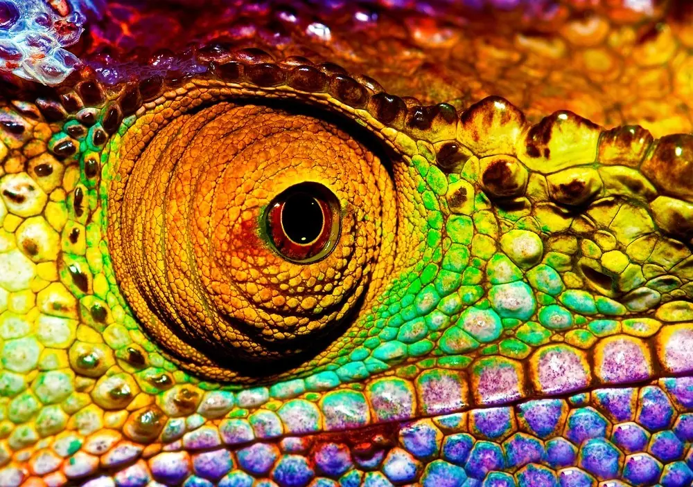 ojo