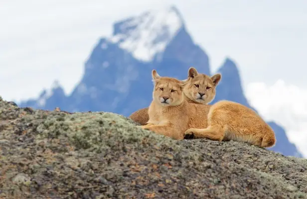 Se busca cerca de El Calafate a la Puma más famosa del mundo