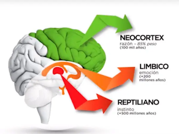 Cerebro triuno