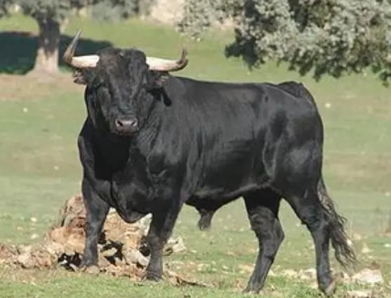 toro de lidia
