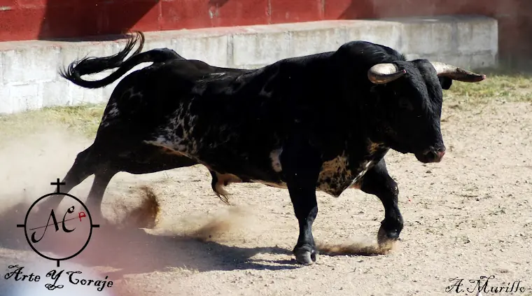 taurus