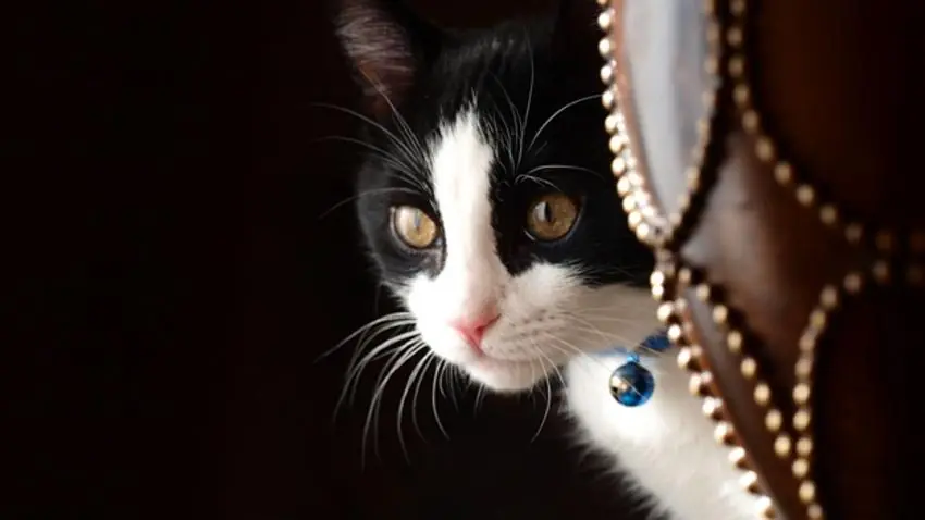 10 Curiosidades sobre gatos que quizás no conocías!