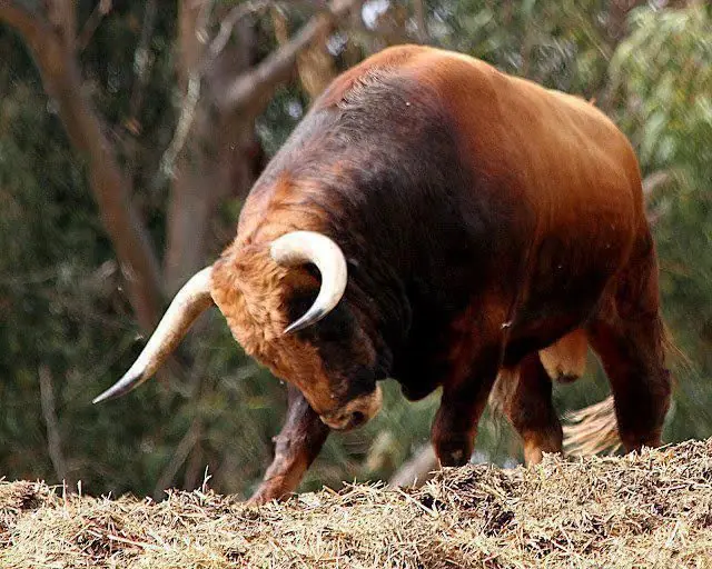 taurus
