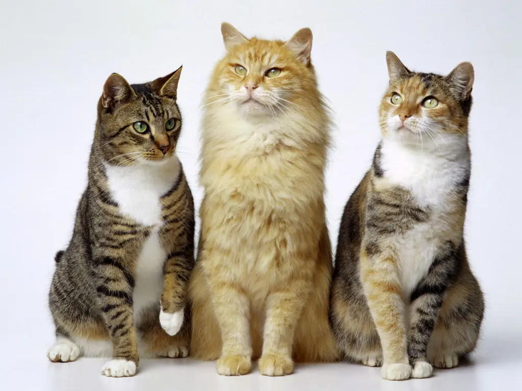 gatos