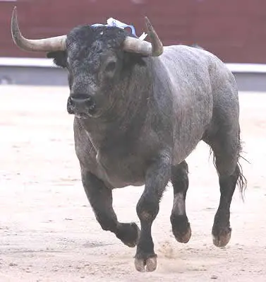 toros