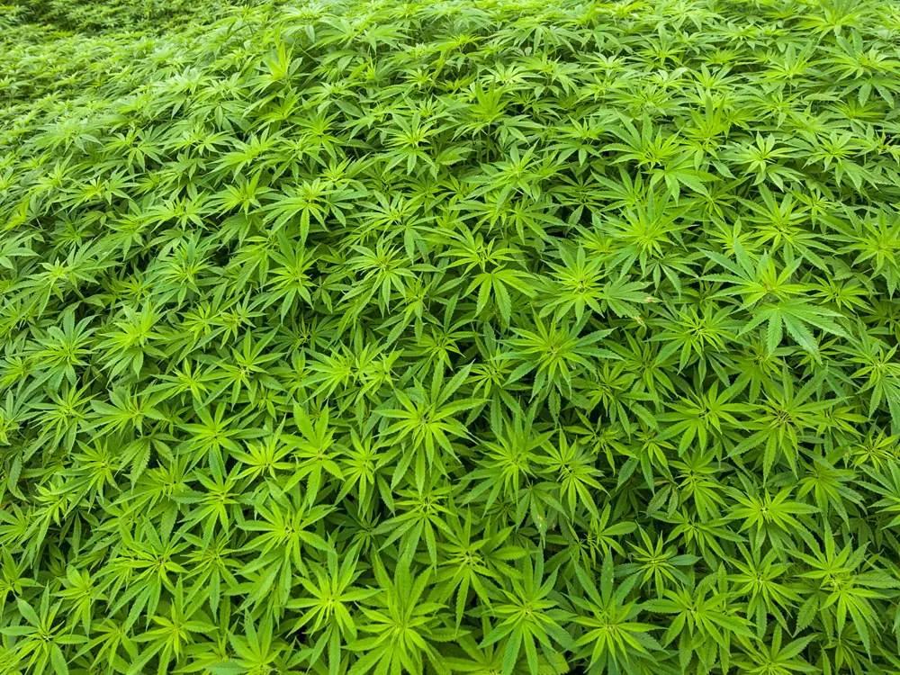 marihuana