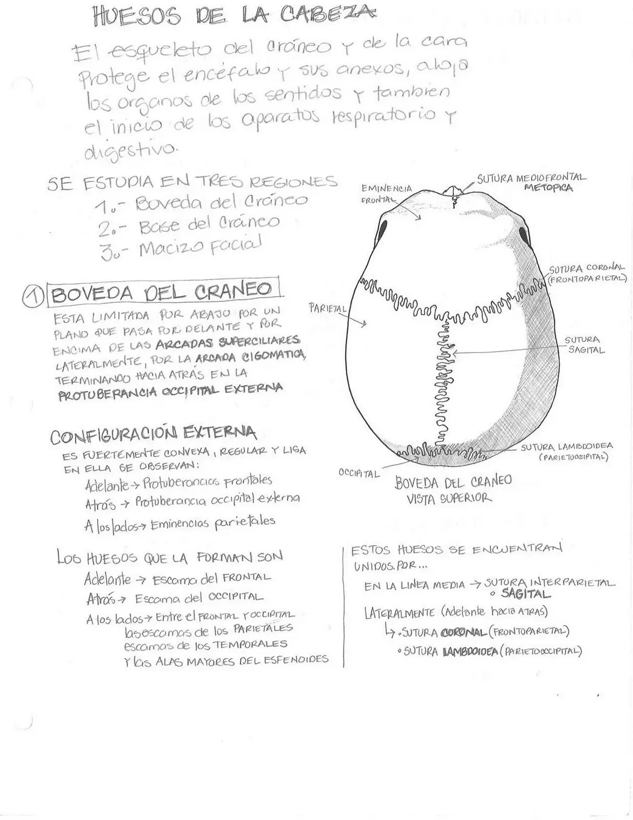anatomia