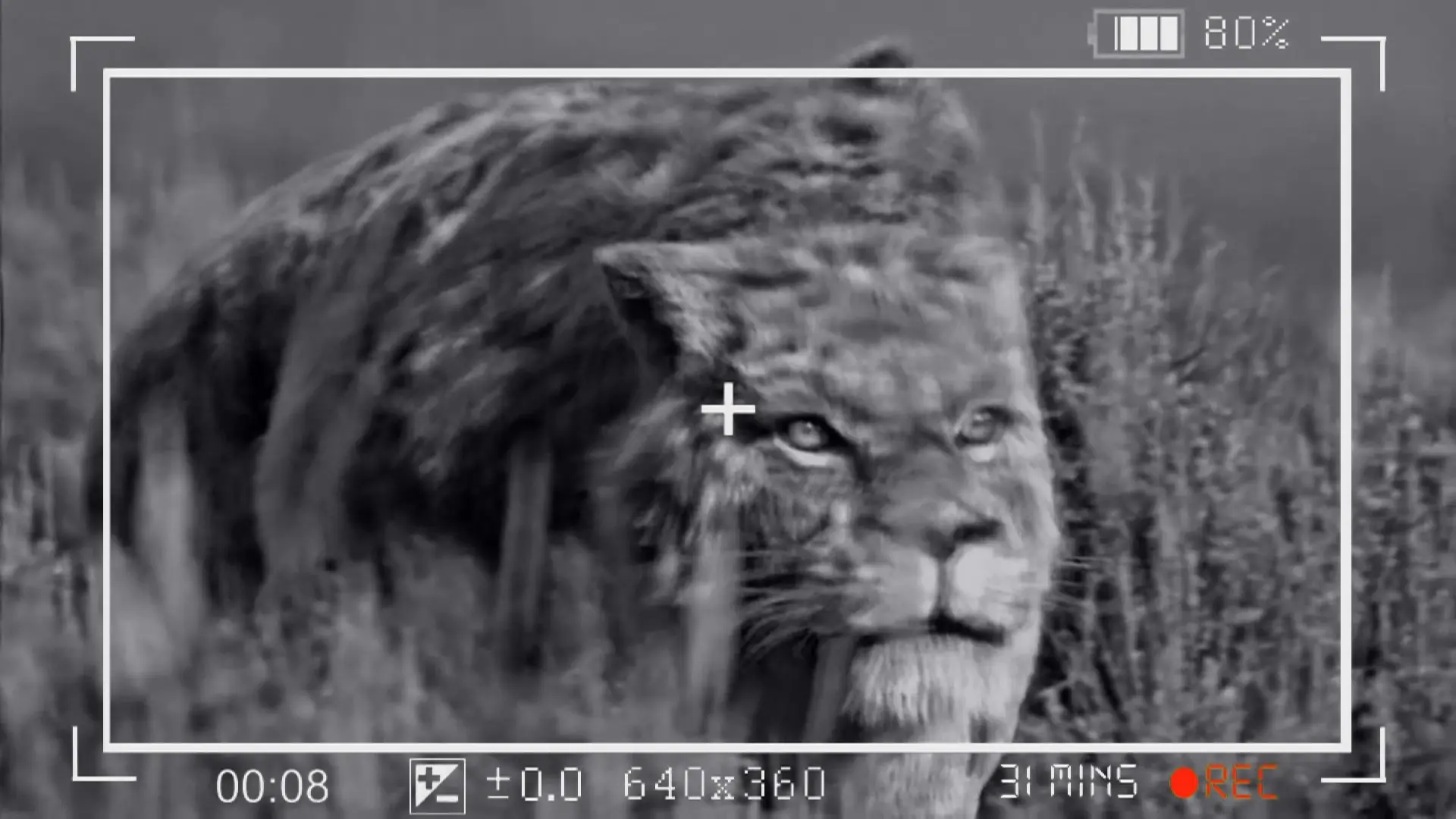Avistado Smilodon (Dientes de sable) en Tanzania