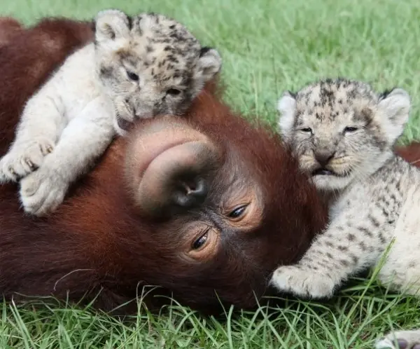Historias conmovedoras cambiarán tu idea sobre los animales
