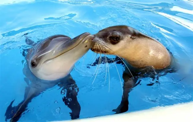 animales