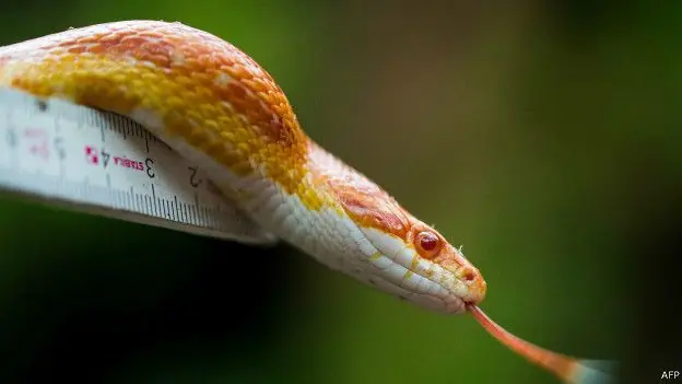 ¿Cuál es la diferencia entre venenoso y tóxico?