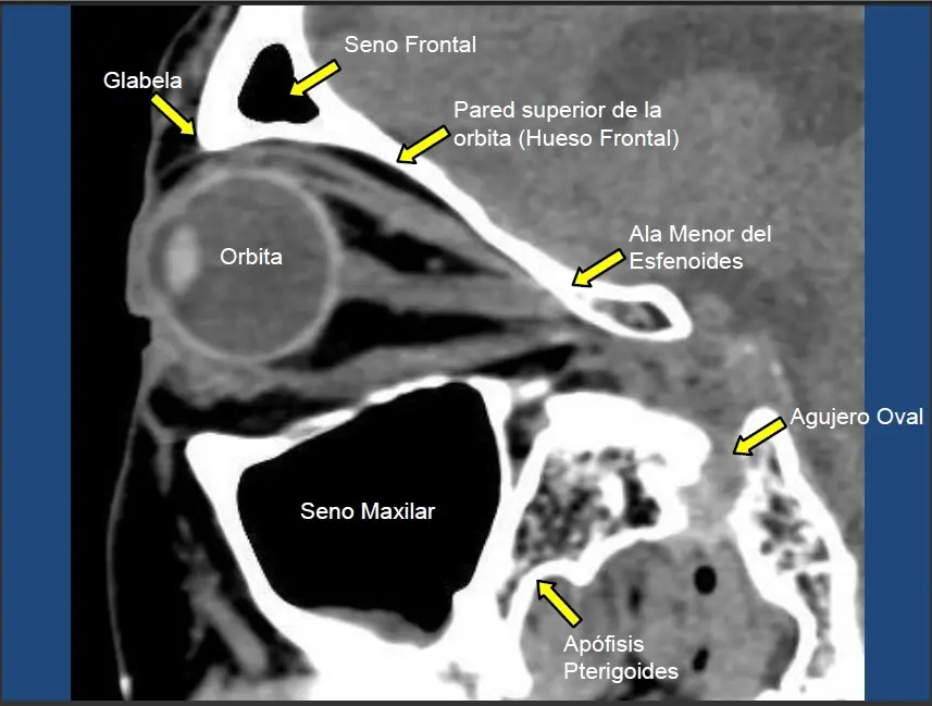 anatomia