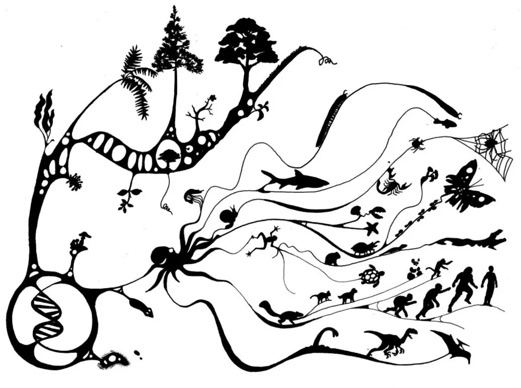 Etapas de la biología, una historia en el tiempo