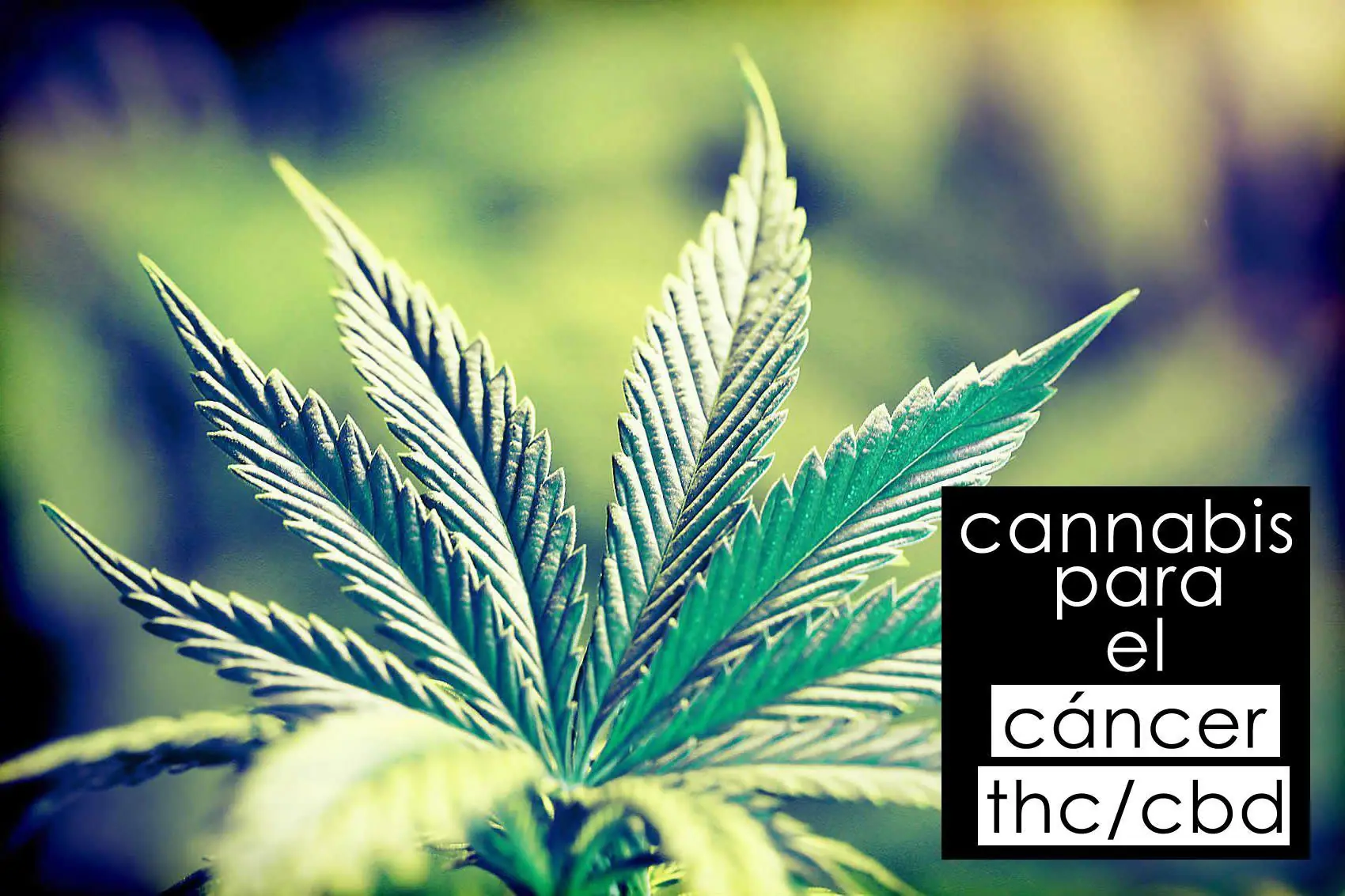 Cannabis medicinal AR