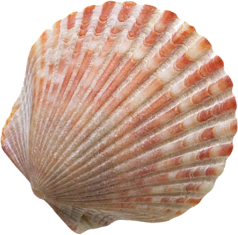 Temazo