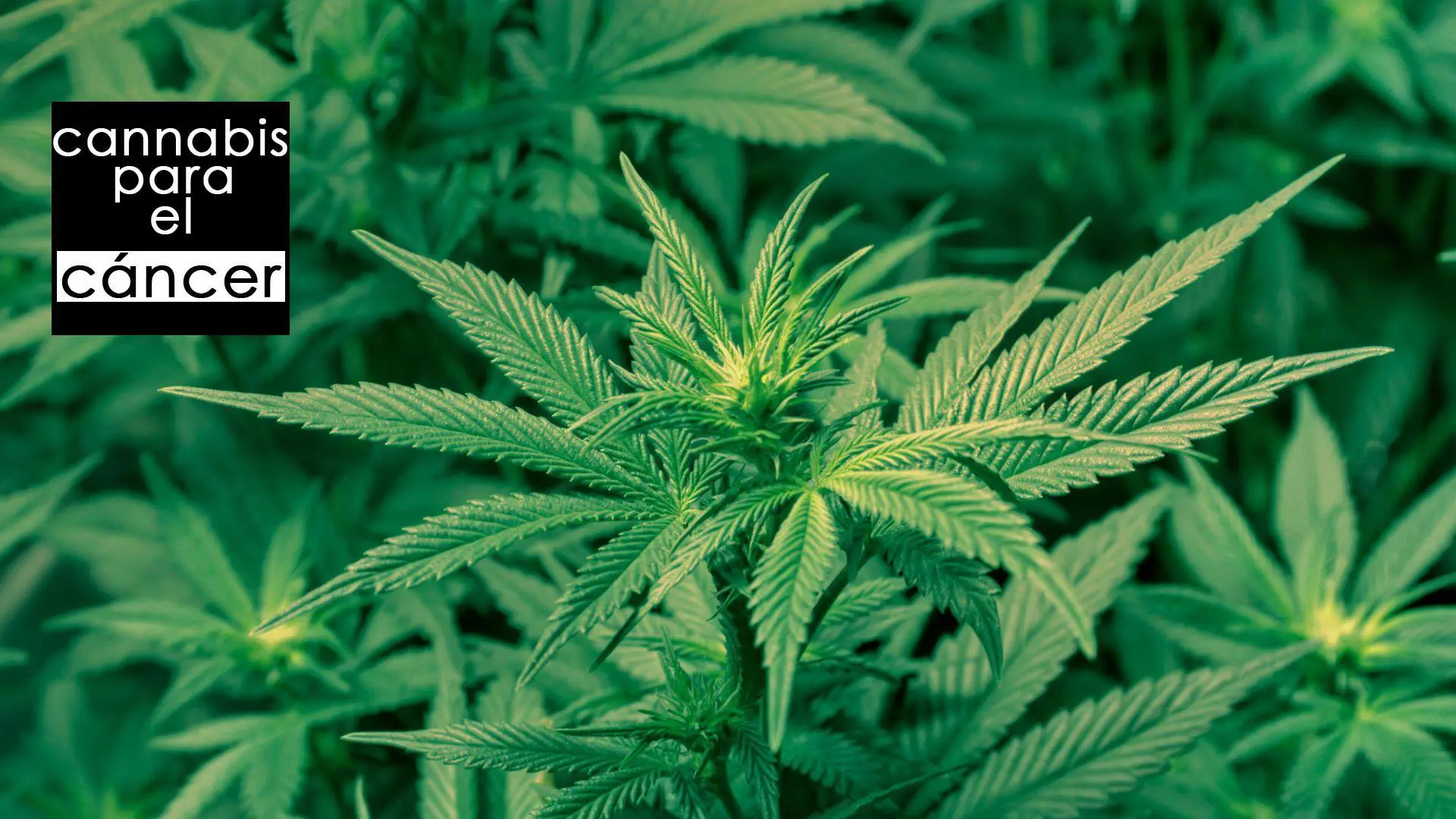 cannabis