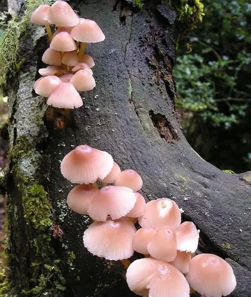 Curiosos
