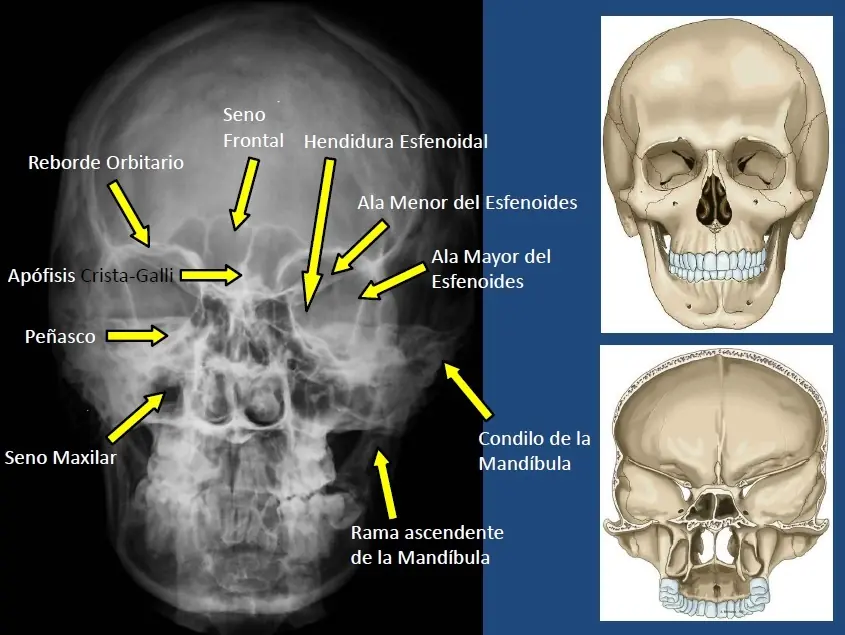 medicina