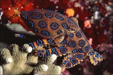 Animales Curiosos, Hermosos y Mortales