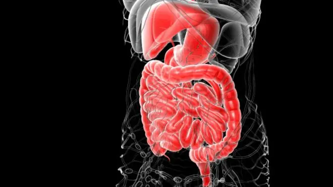 anatomia
