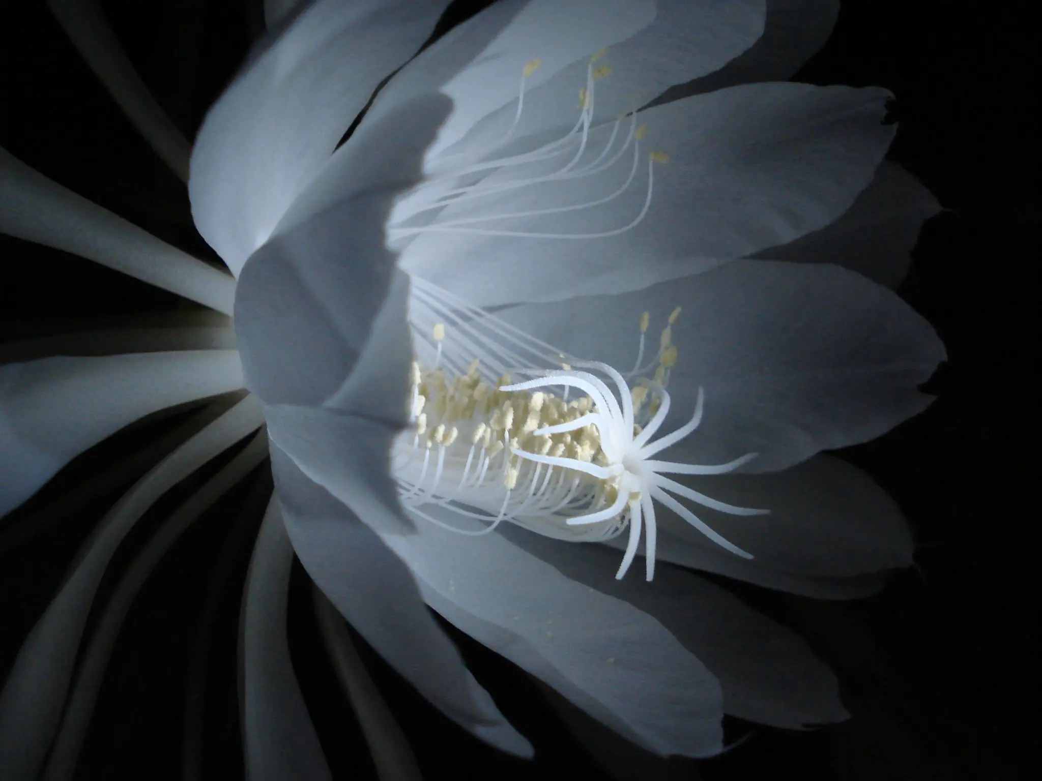 aromas espectrales aromas espectrales