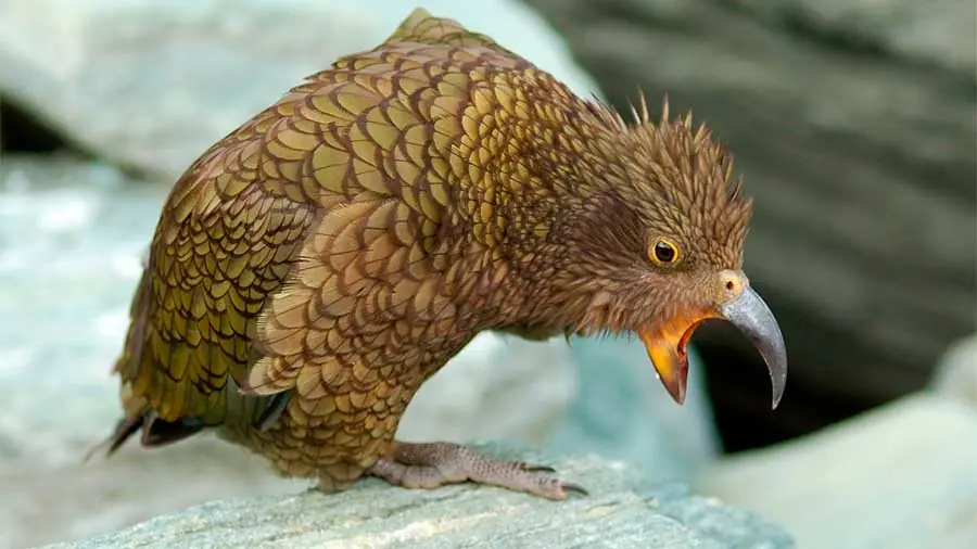 La contagiosa risa de los keas (papagayos de montaña)