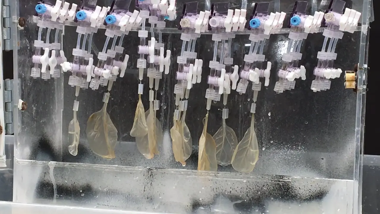 Microbiologia