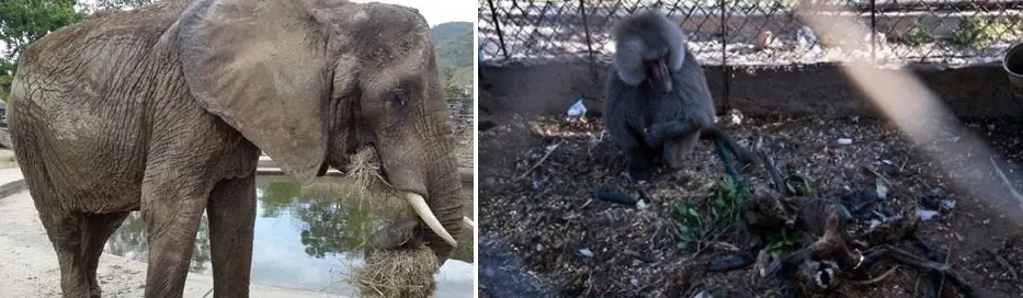 zoológico Venezolano