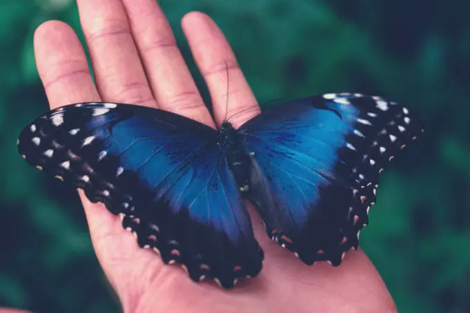 Qué es una mariposa Morpho? Con fotos de Venegas!