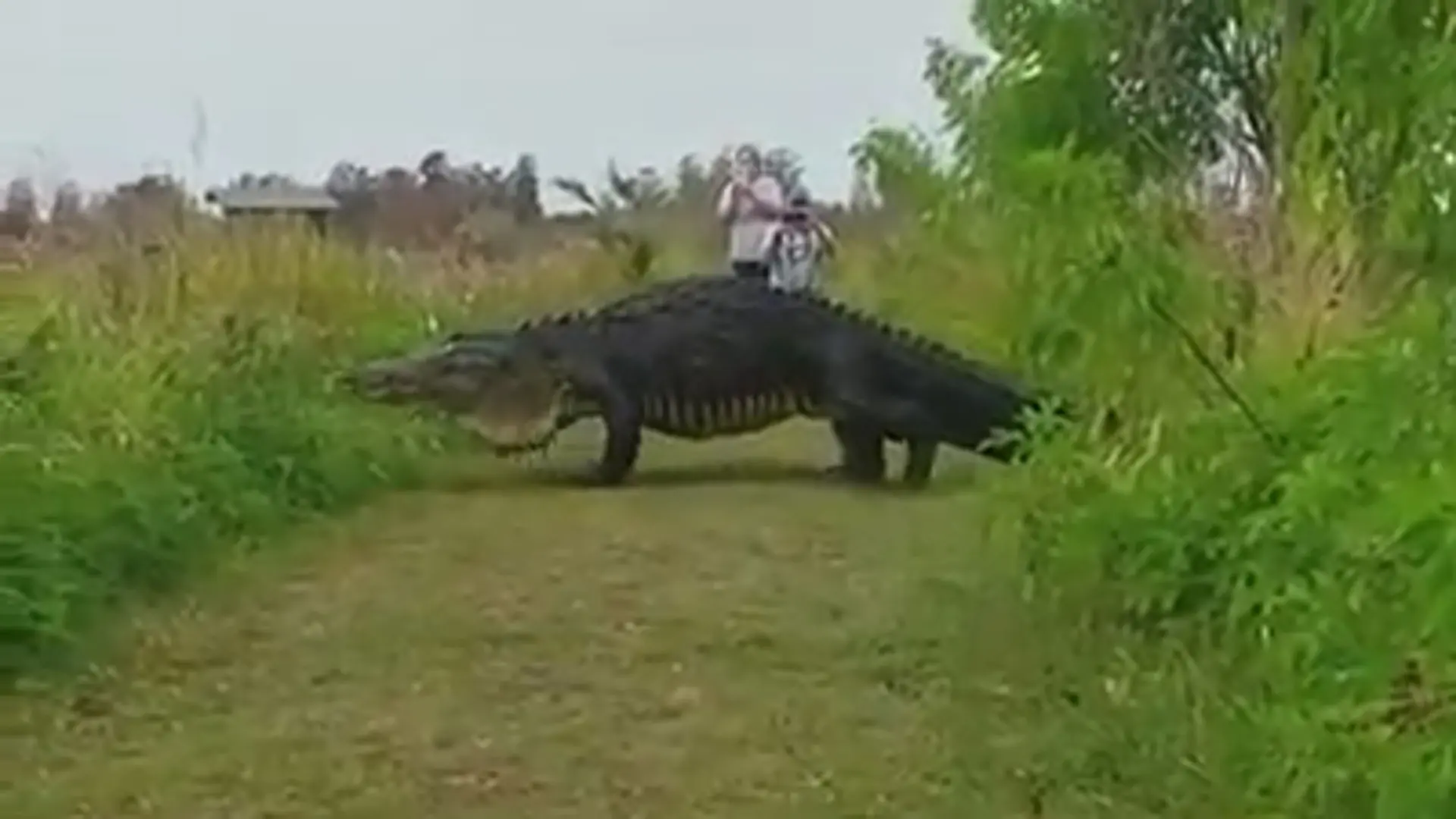 Brutal MegaCaimán grabado en Florida