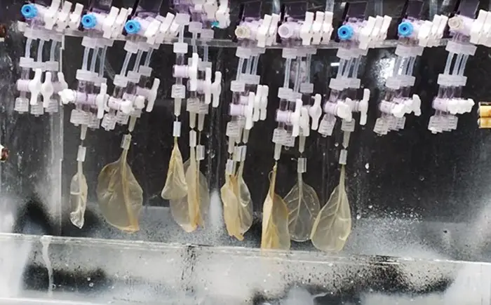 Científico transforma hojas de espinacas en tejido cardíaco Científico transforma hojas de espinacas en tejido cardíaco