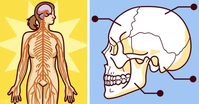 14 datos fascinantes sobre tu cuerpo que no sabías