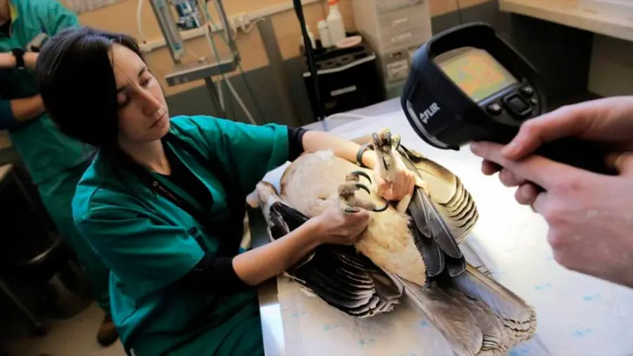 La ‘silla eléctrica’ que mutila a las aves en España