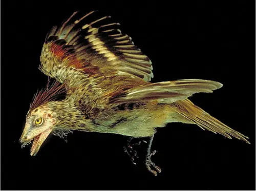 ¿Por qué los gallos y las gallinas tienen alas y no vuelan?
