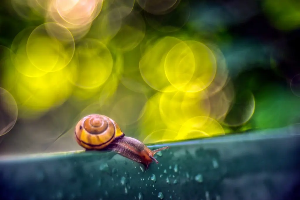 Naturaleza y detalles: el trabajo fotográfico de Stefan