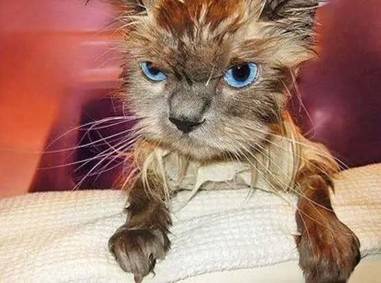 gatitos