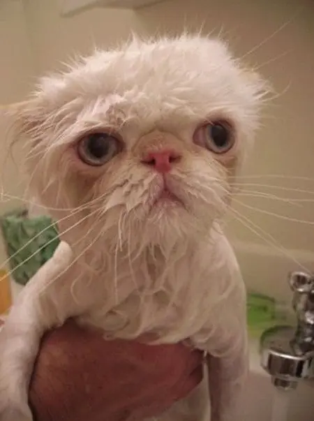 gato