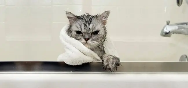 Cómo bañar a mi gato en casa :v